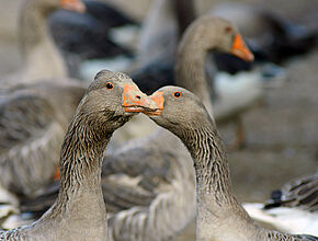 Oies du Gers. - Enlarge picture (modal window)