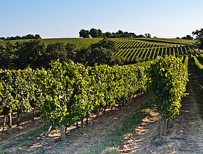 Vignes, Armagnac, Gers. - Enlarge picture (modal window)